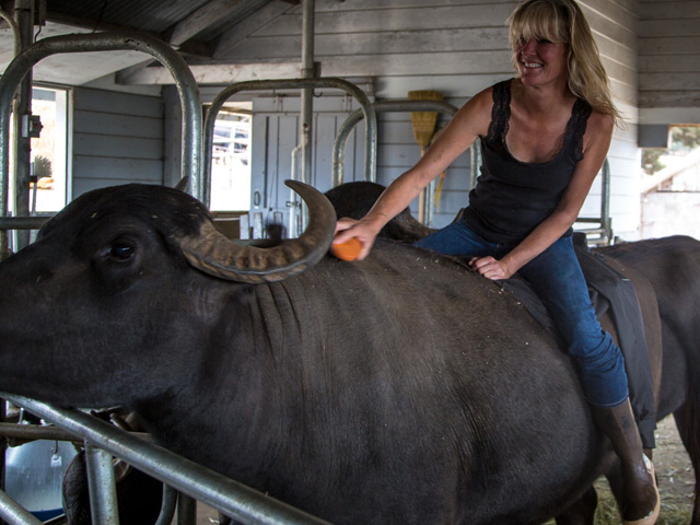 A woman riding a water buffalo while brushing its back