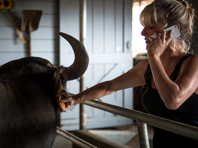 A woman talking to her phone while checking the tag of a water buffalo