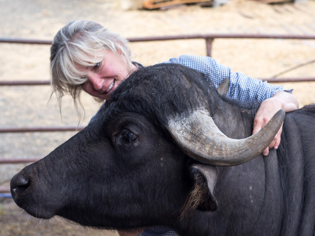 A blonde woman and a water buffalo